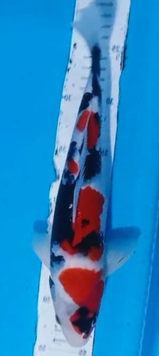 Juara 3