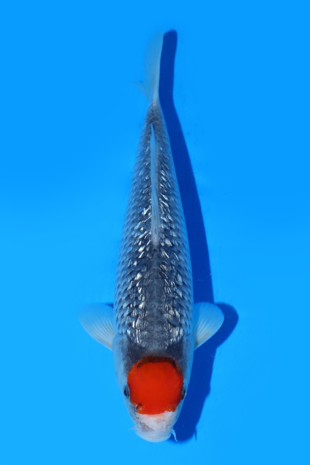 Juara 1