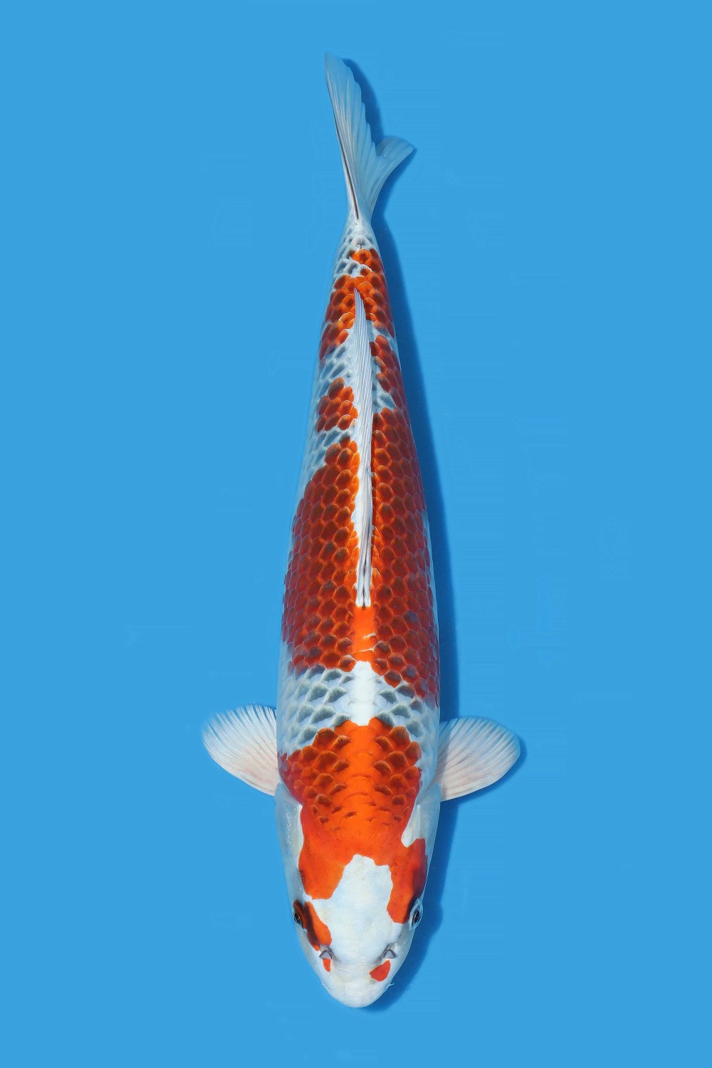 Juara 1