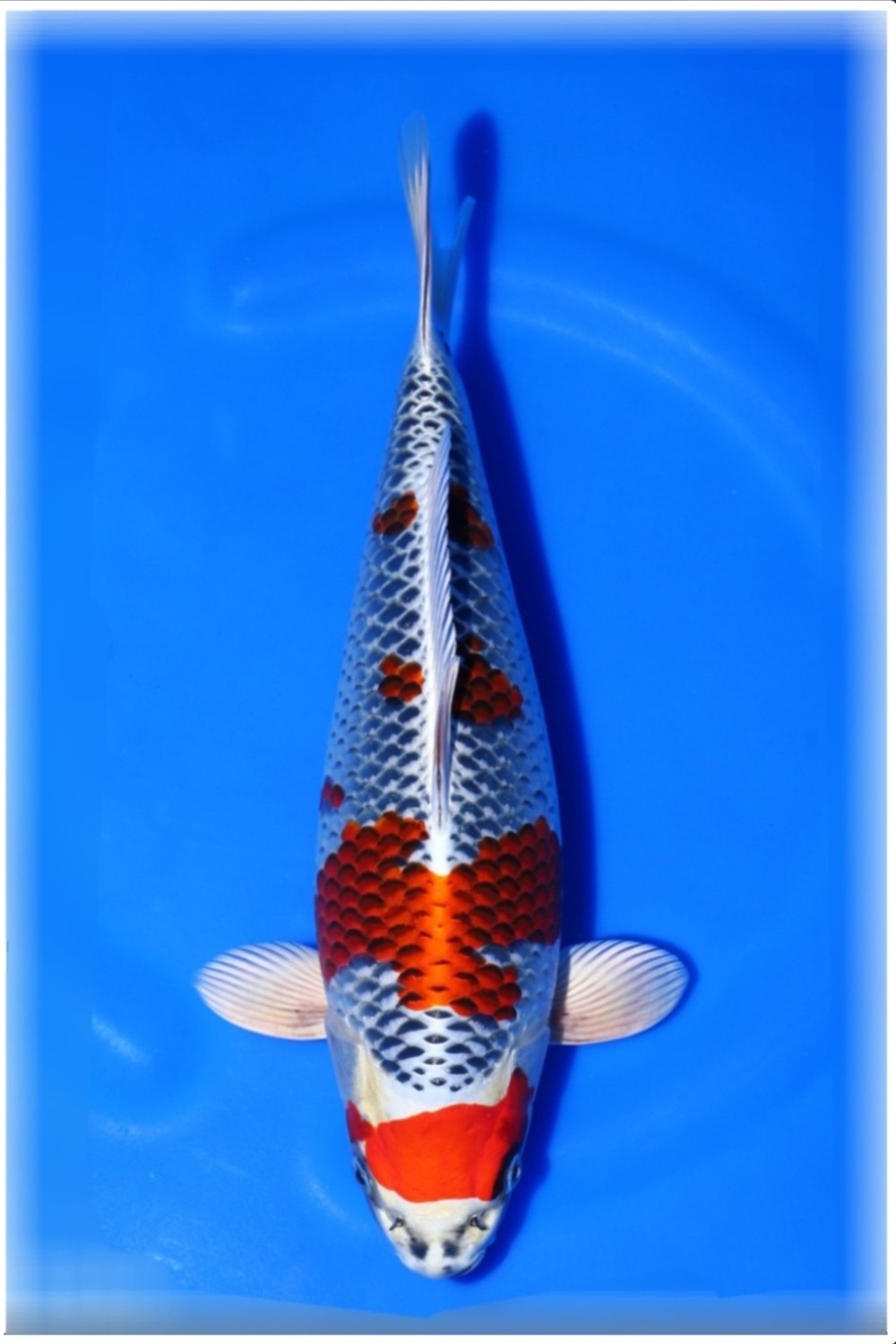Juara 1