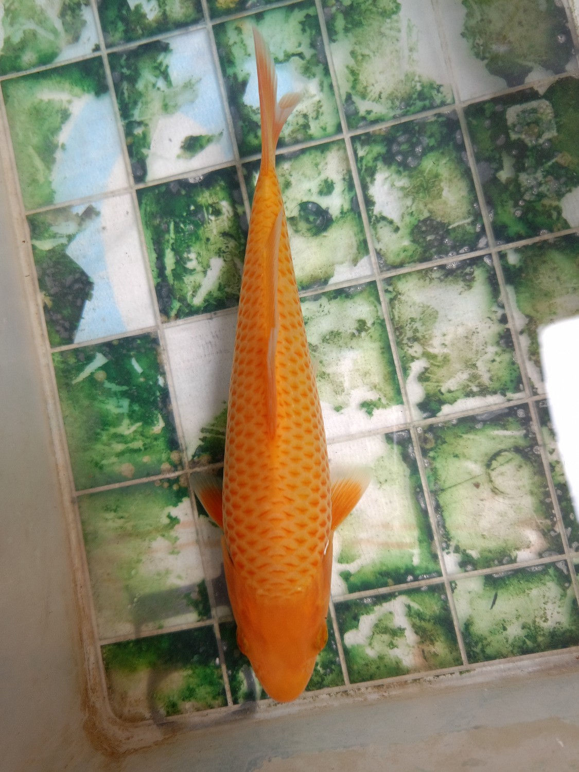 Juara 3