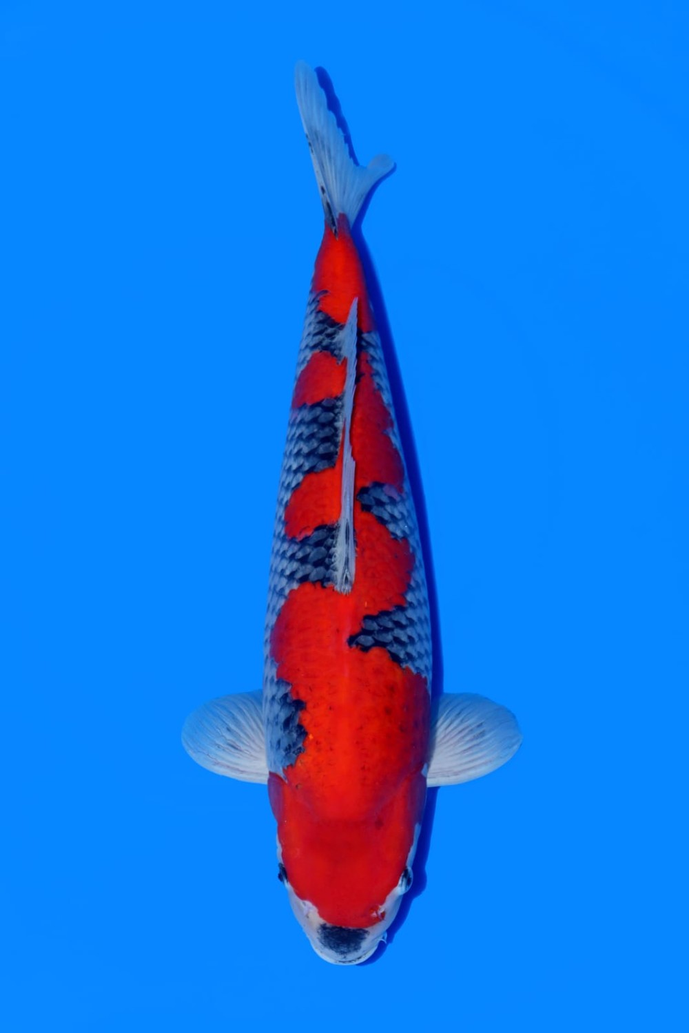 Juara 4