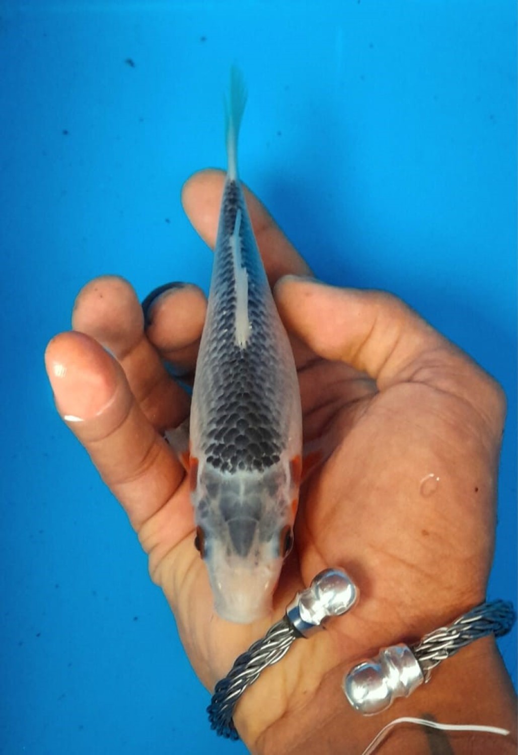 Juara 2