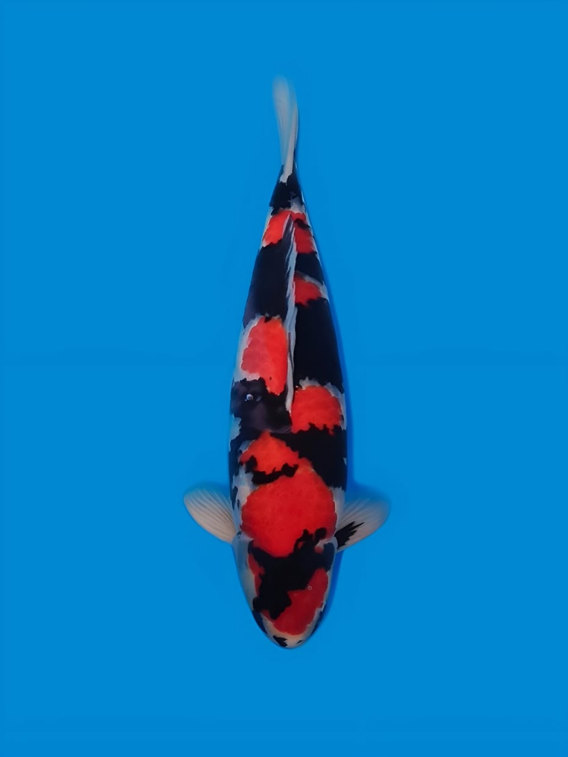 Best In Size A 46 - 50 cm
