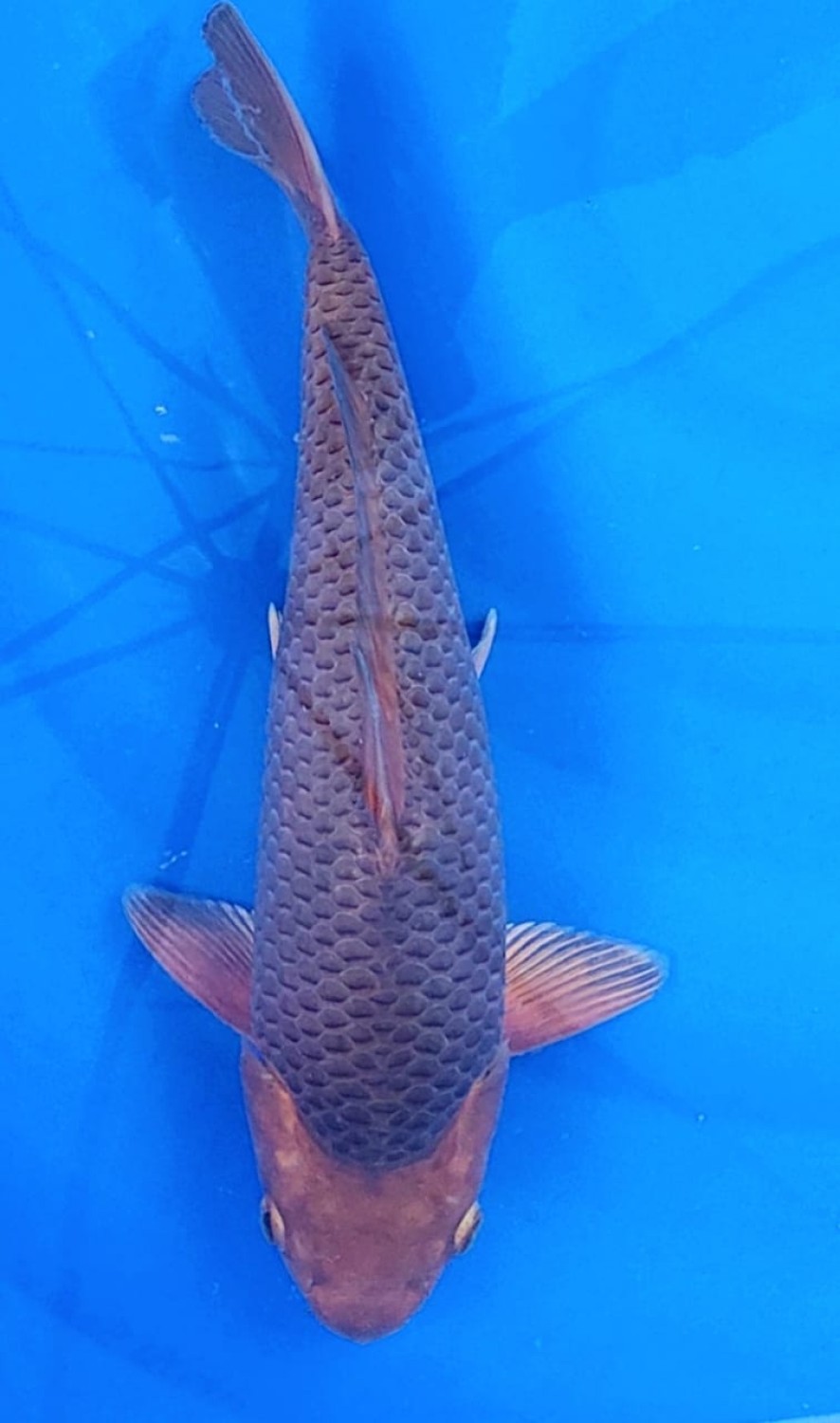 Juara 1