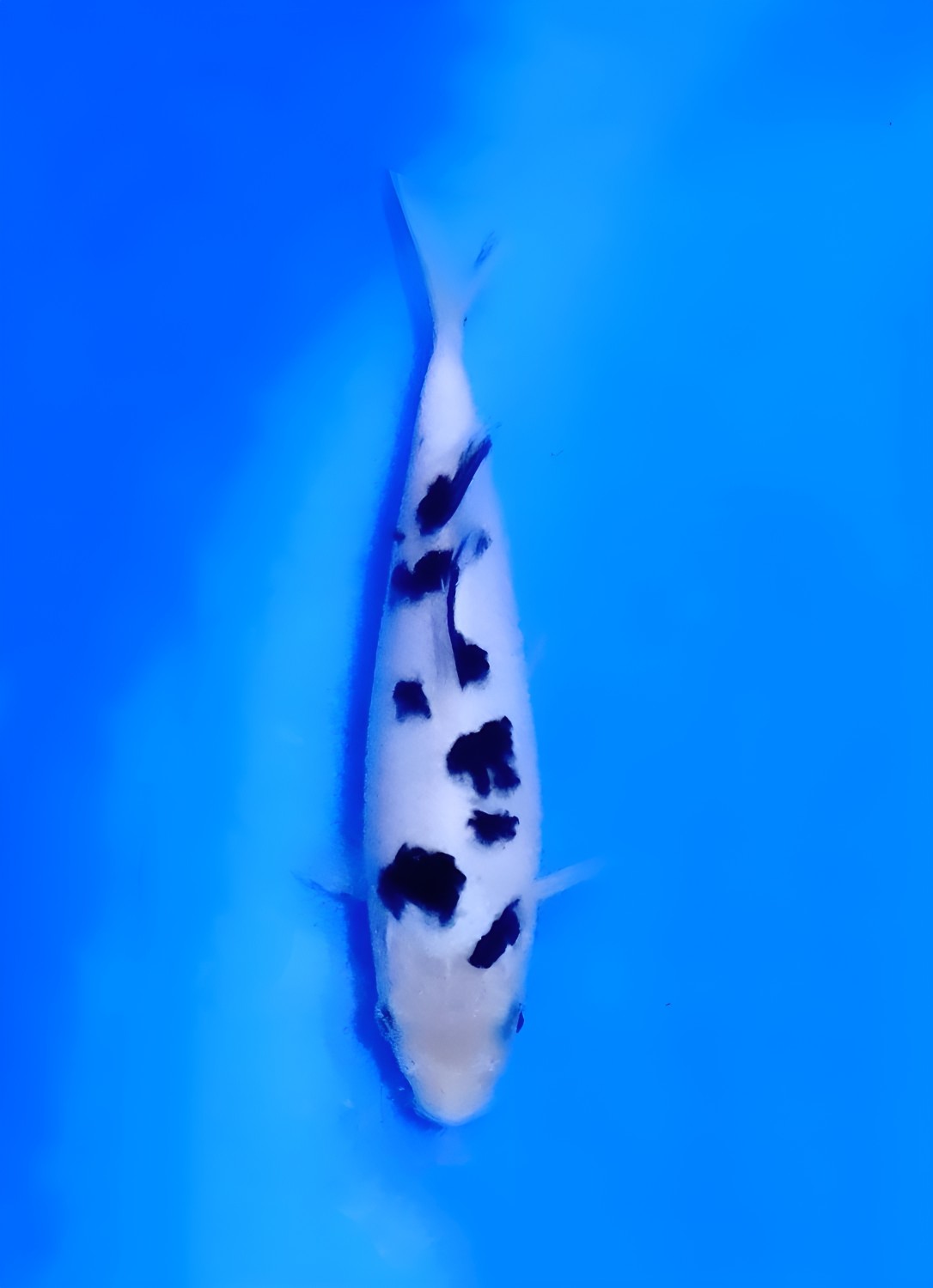 Juara 1