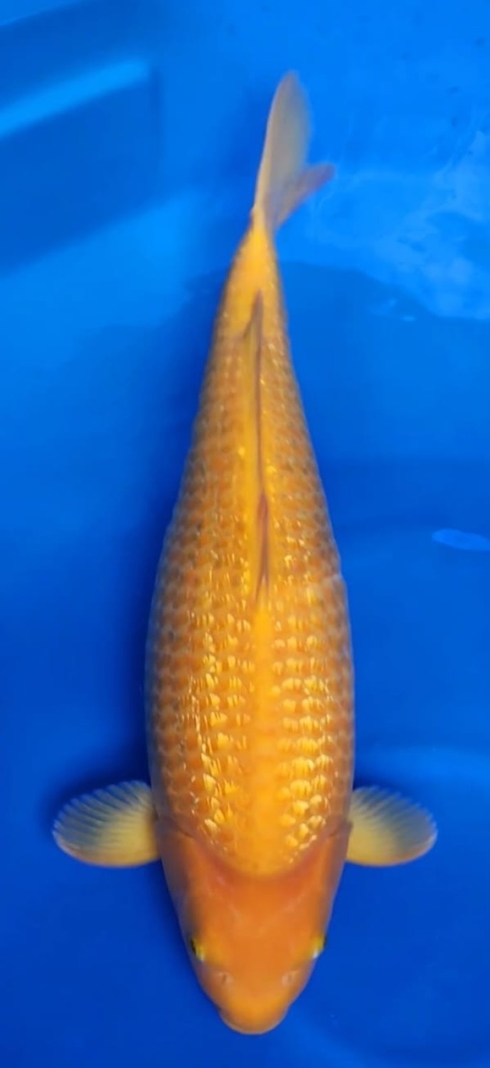 Juara 1