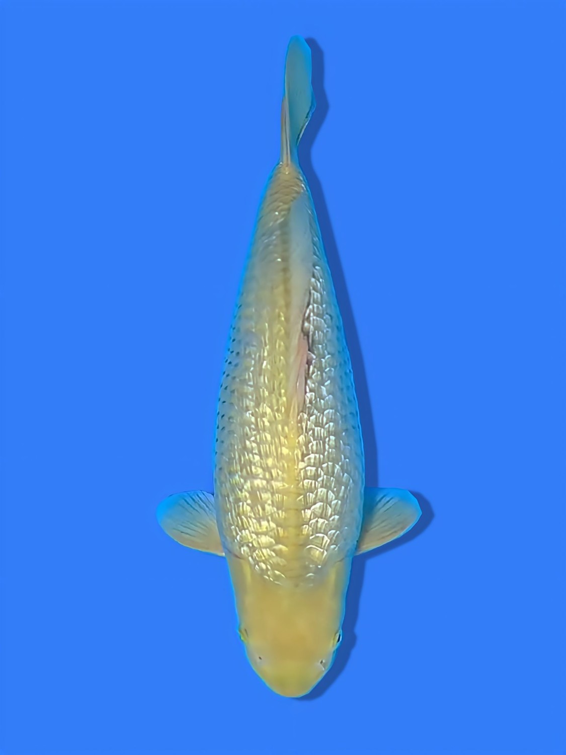 Juara 5