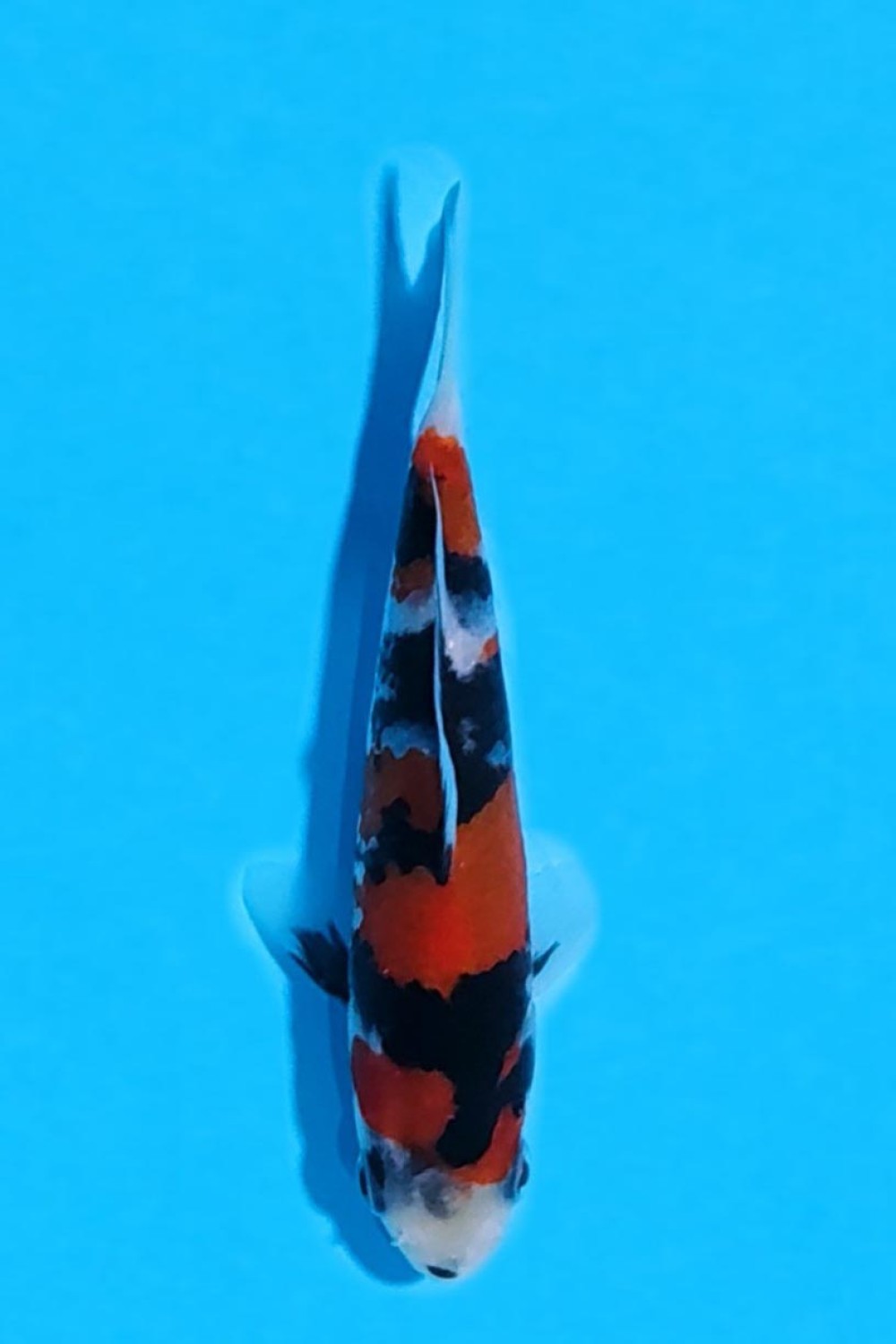 Juara 2