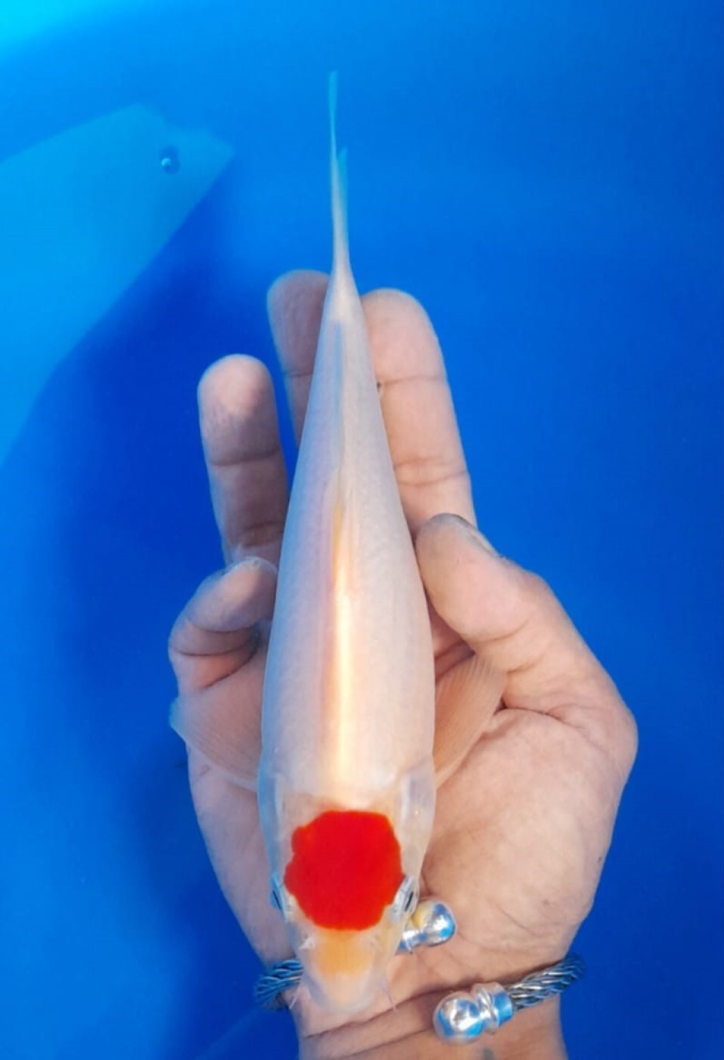 Juara 5