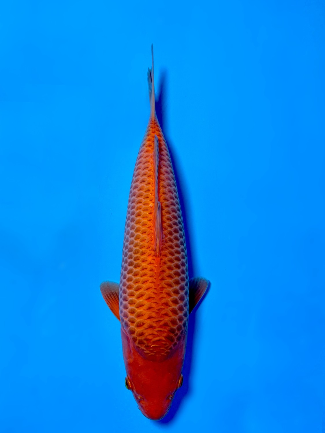 Juara 2