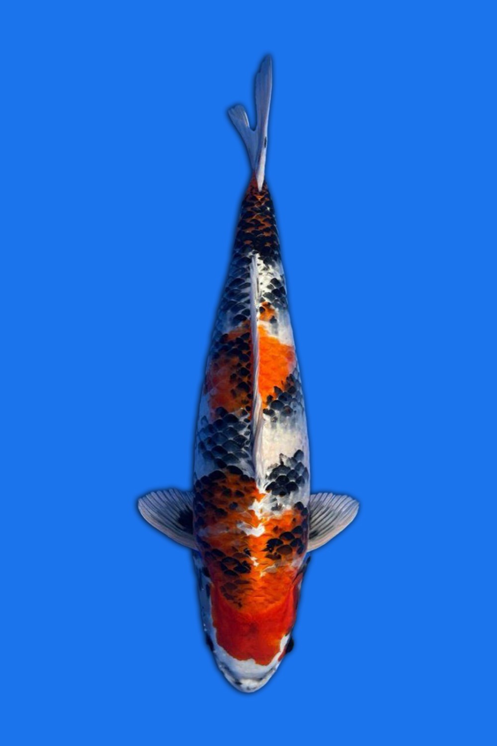 Juara 2