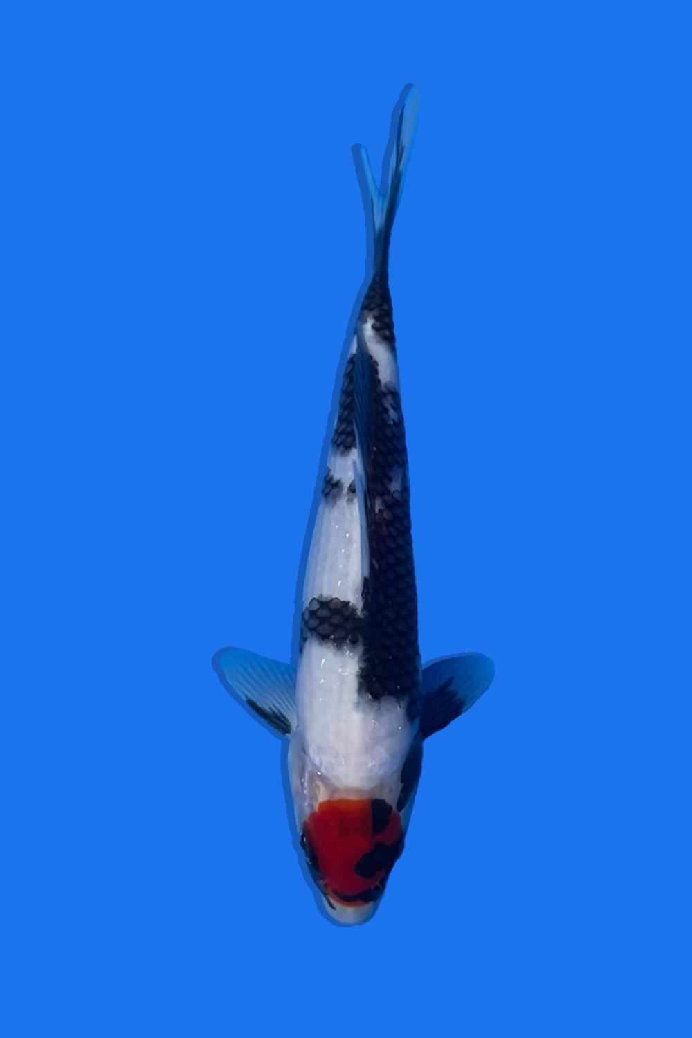 Juara 5