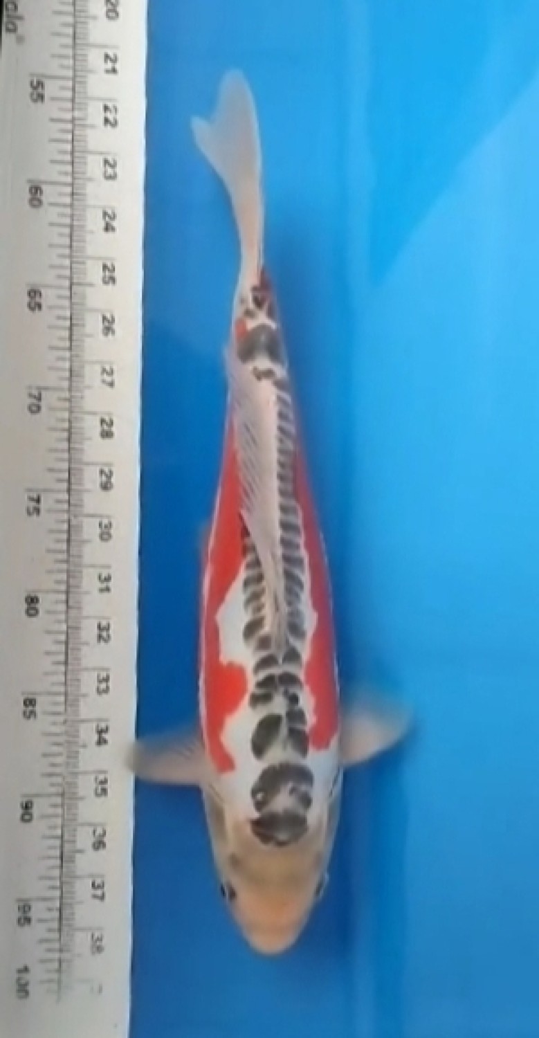 Juara 1