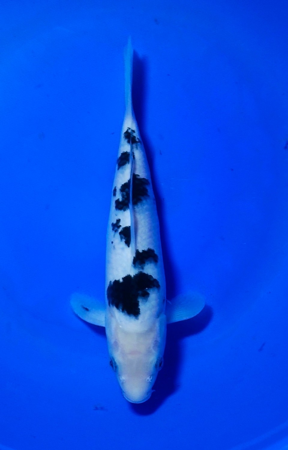 Juara 5