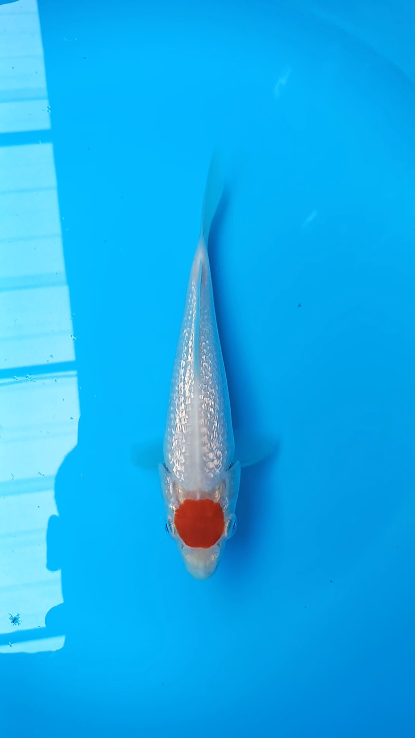 Juara 2