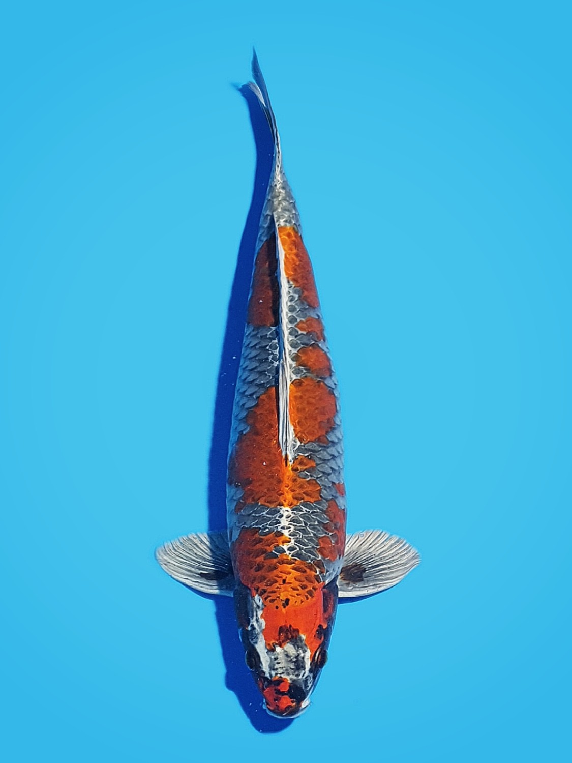 Juara 1