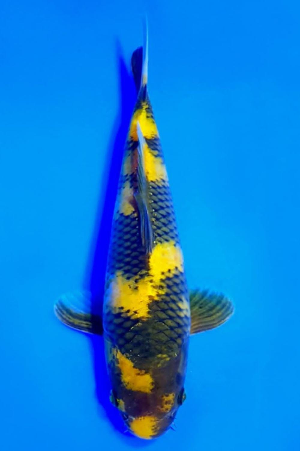 Juara 4
