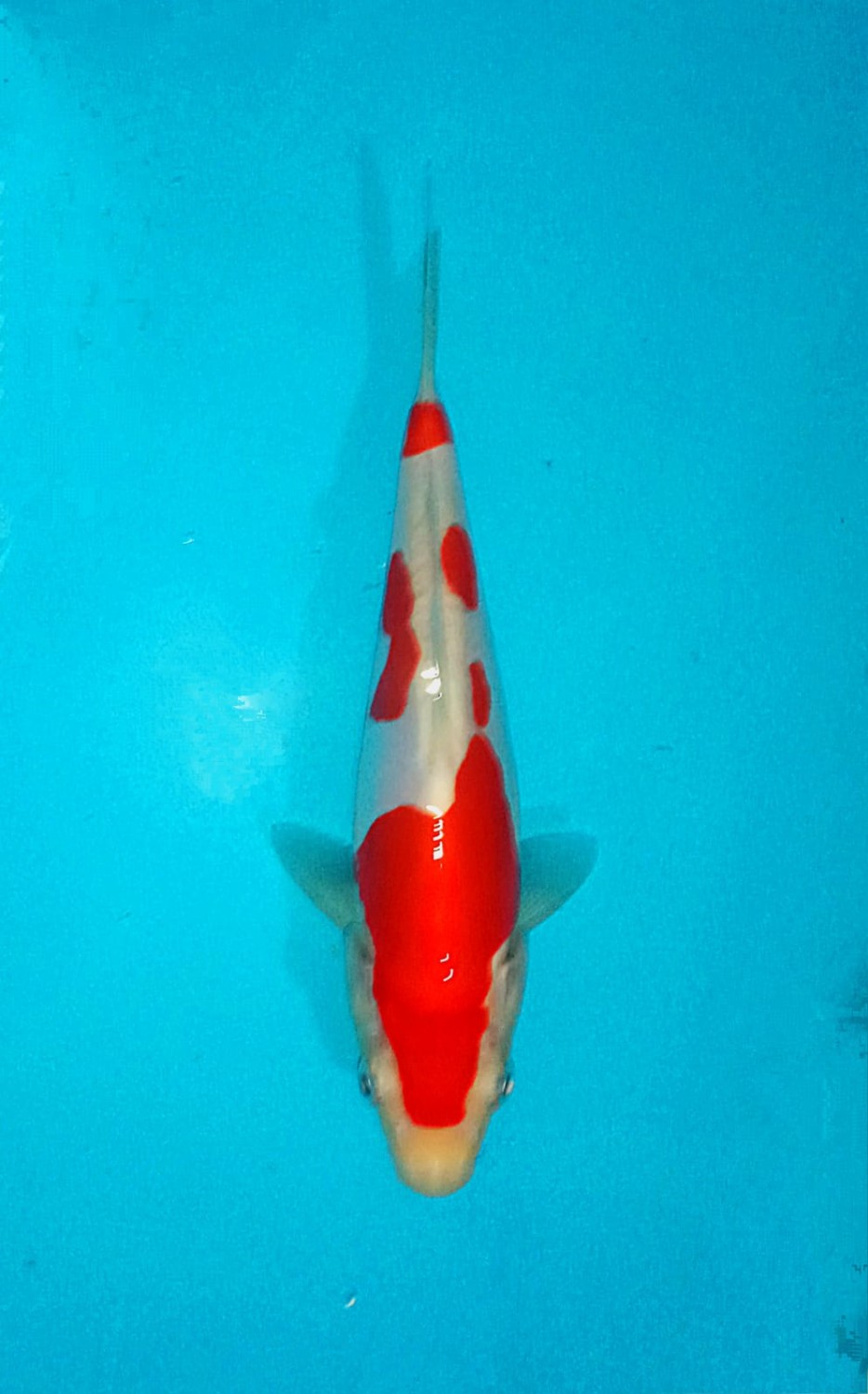 Juara 1