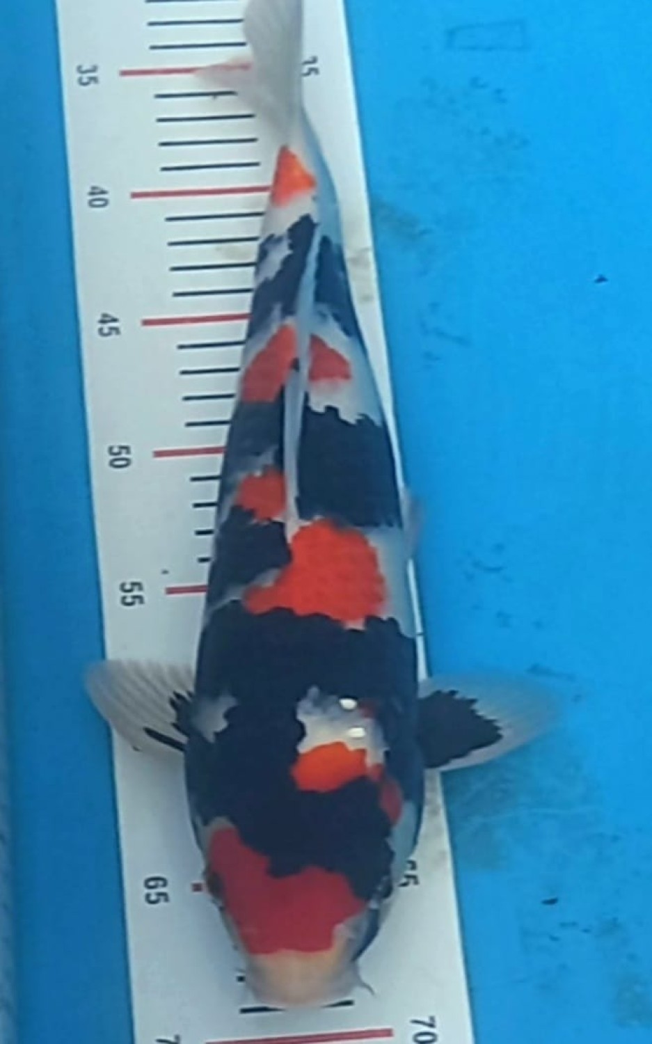 Juara 5