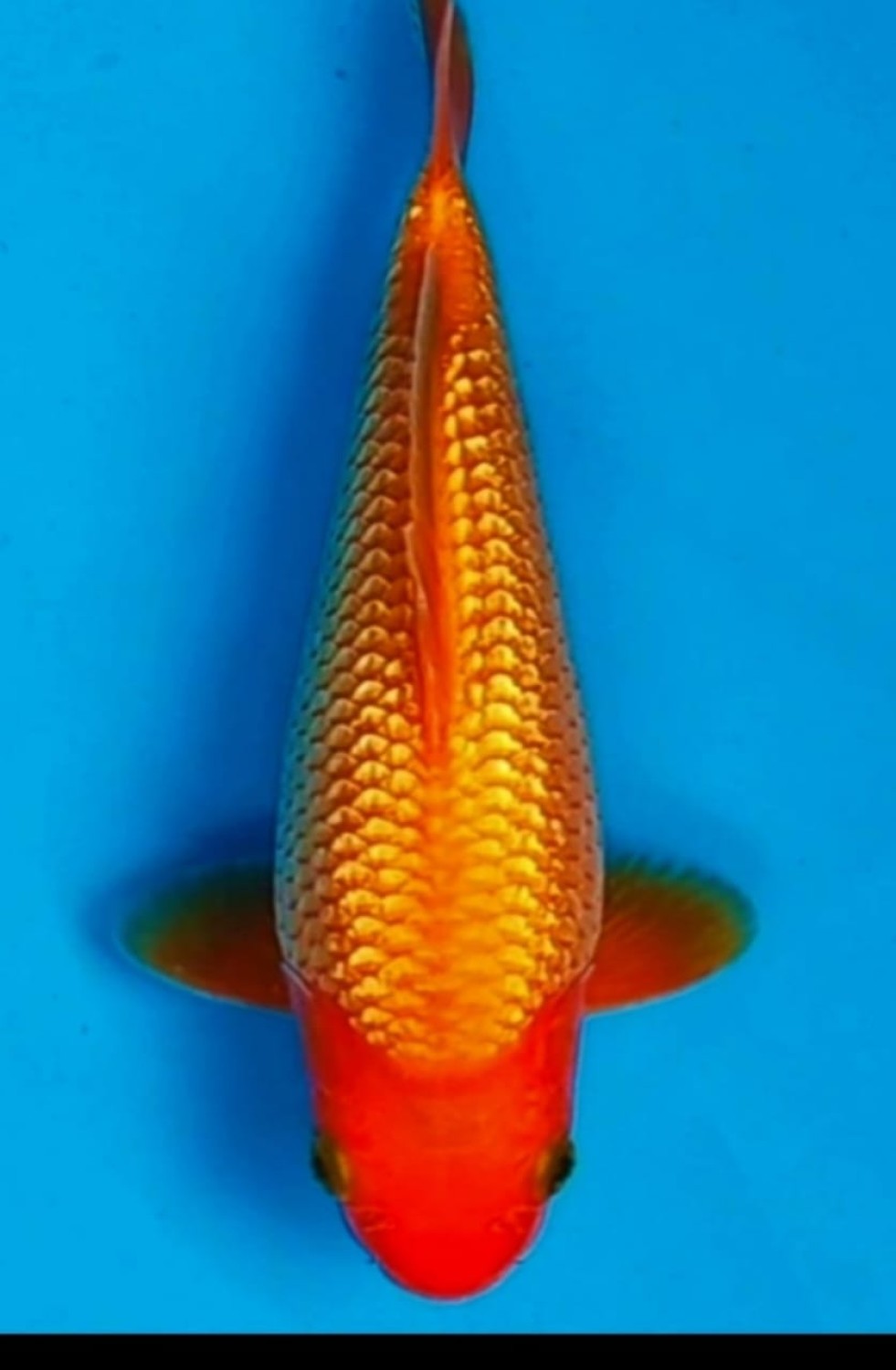 Juara 4