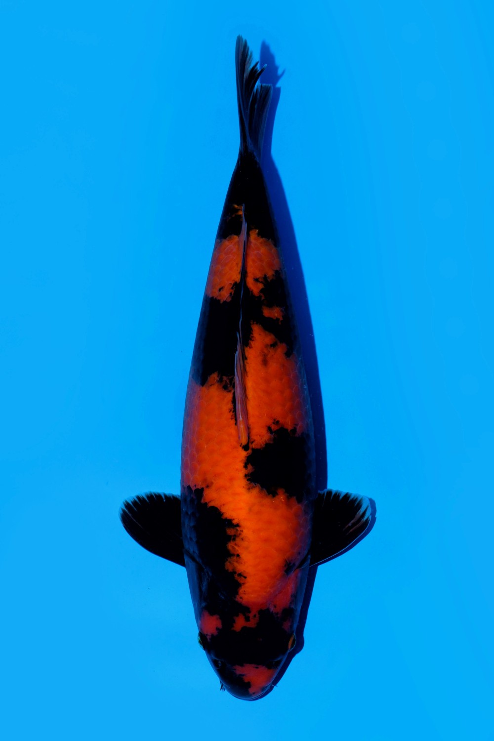Juara 1