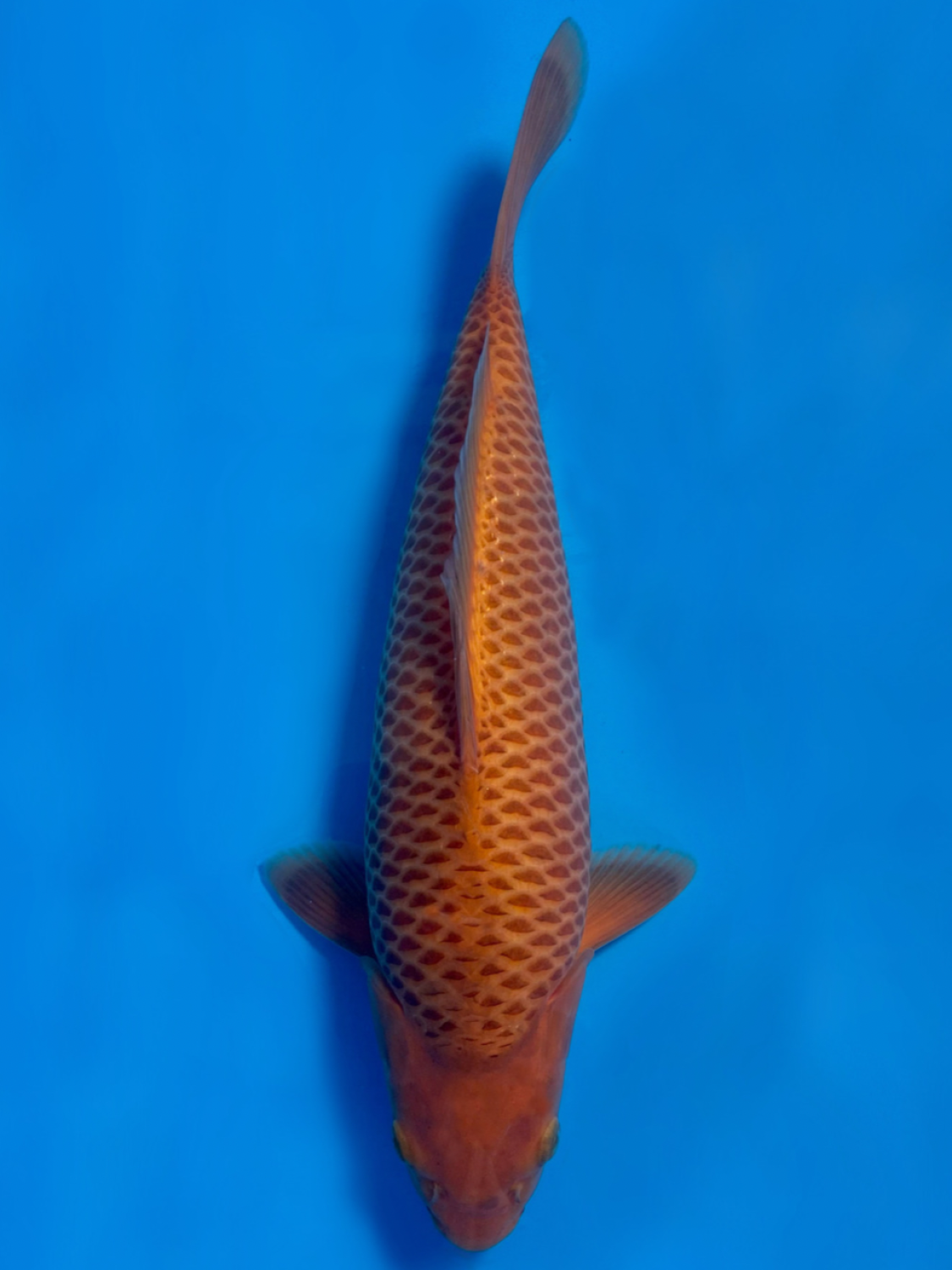 Juara 2
