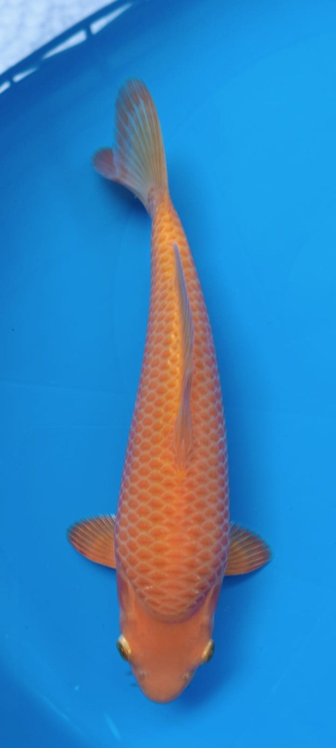 Juara 5
