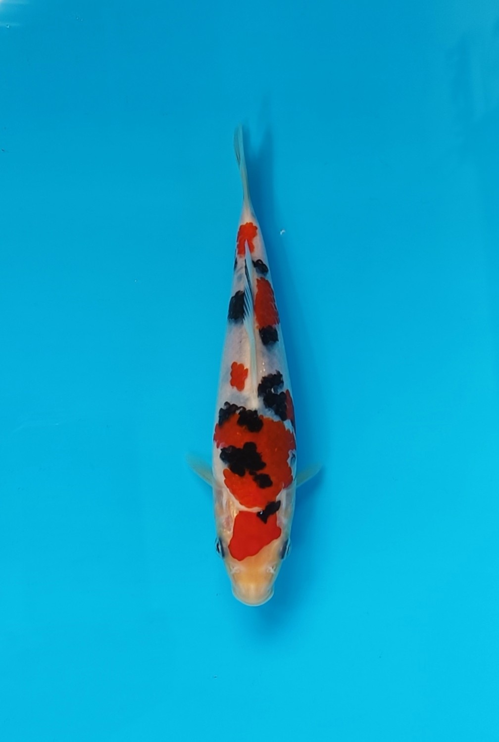 Juara 2