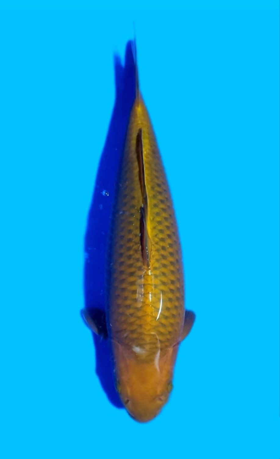 Juara 3