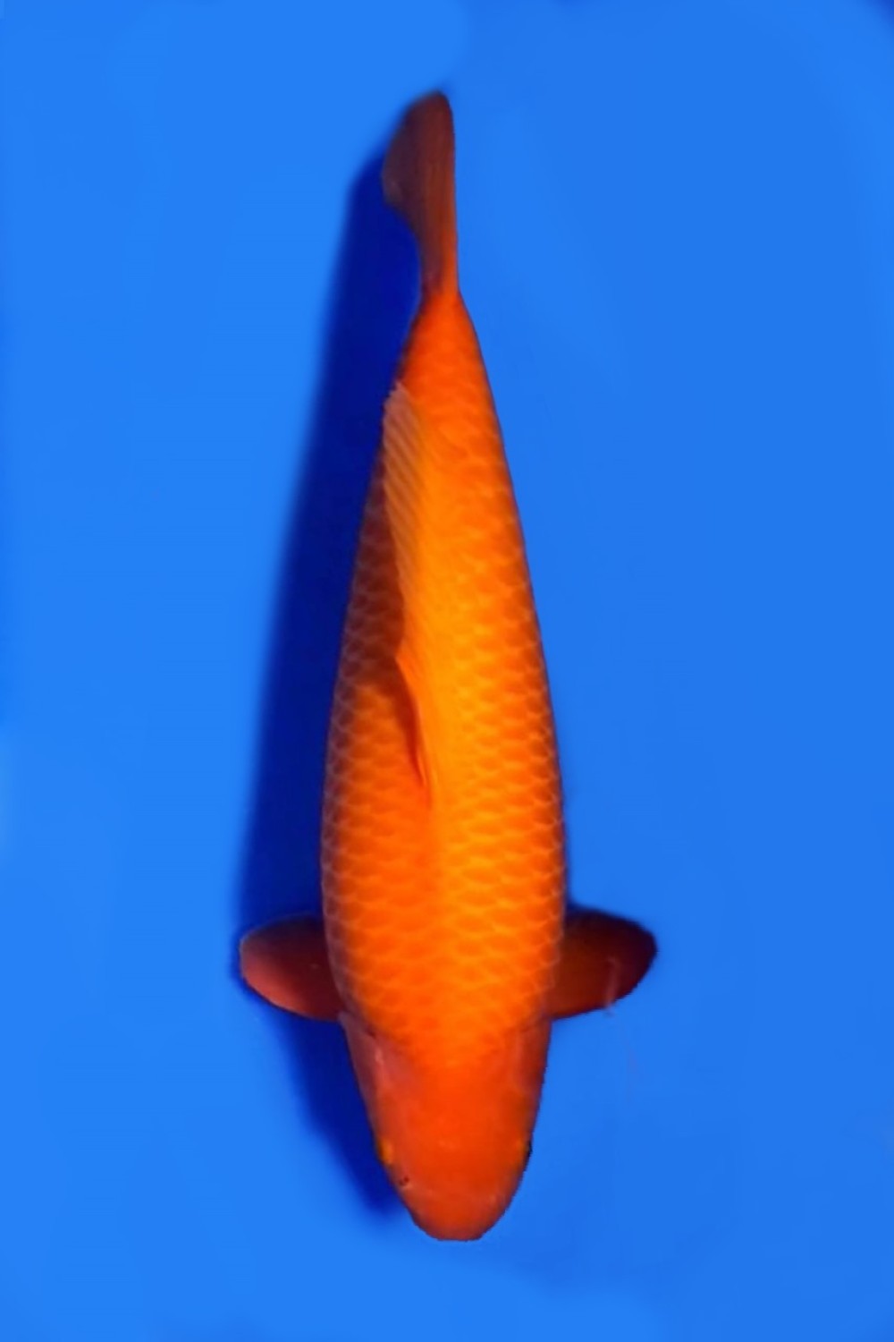 Juara 2