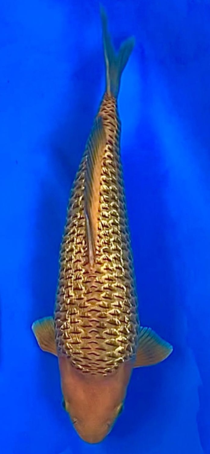 Juara 4
