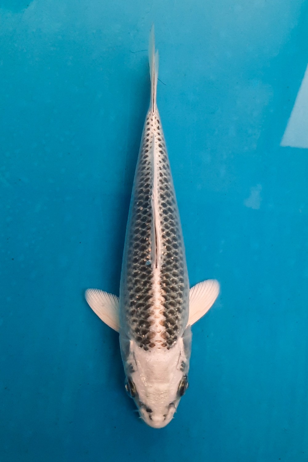Juara 5