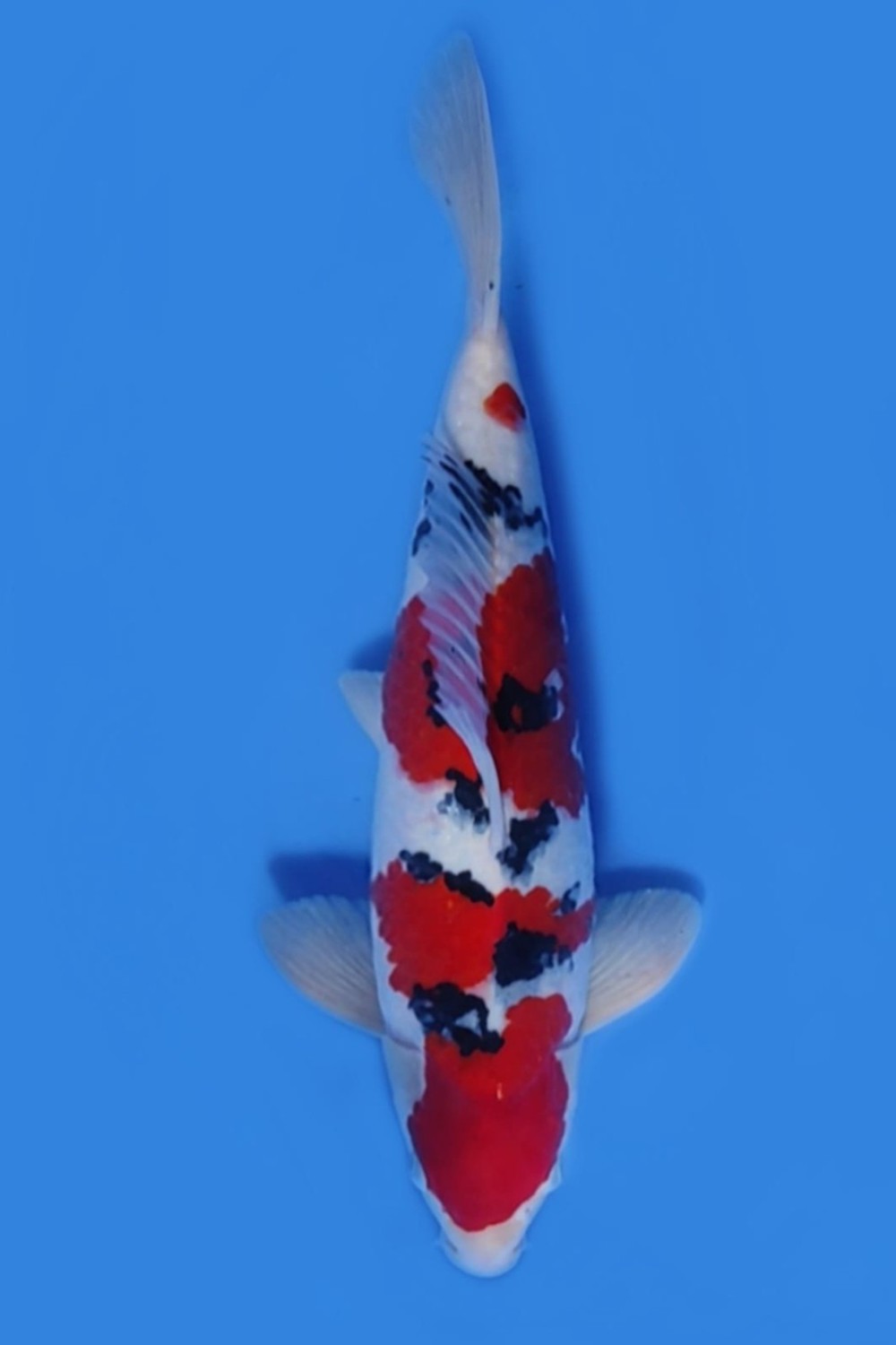 Juara 2