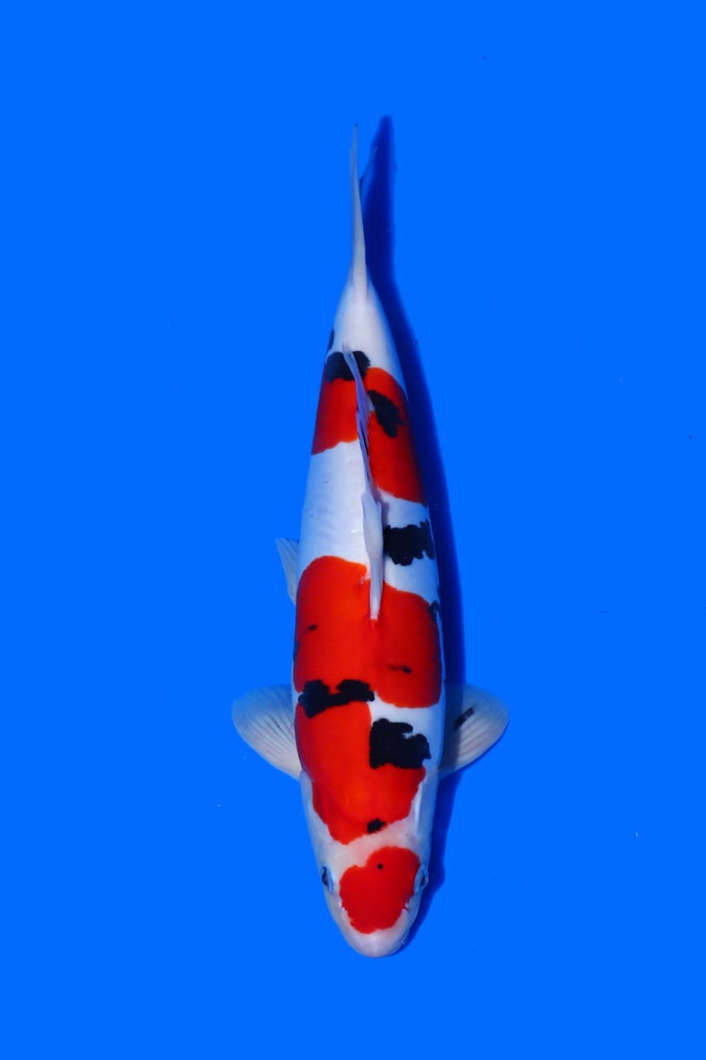 Juara 1