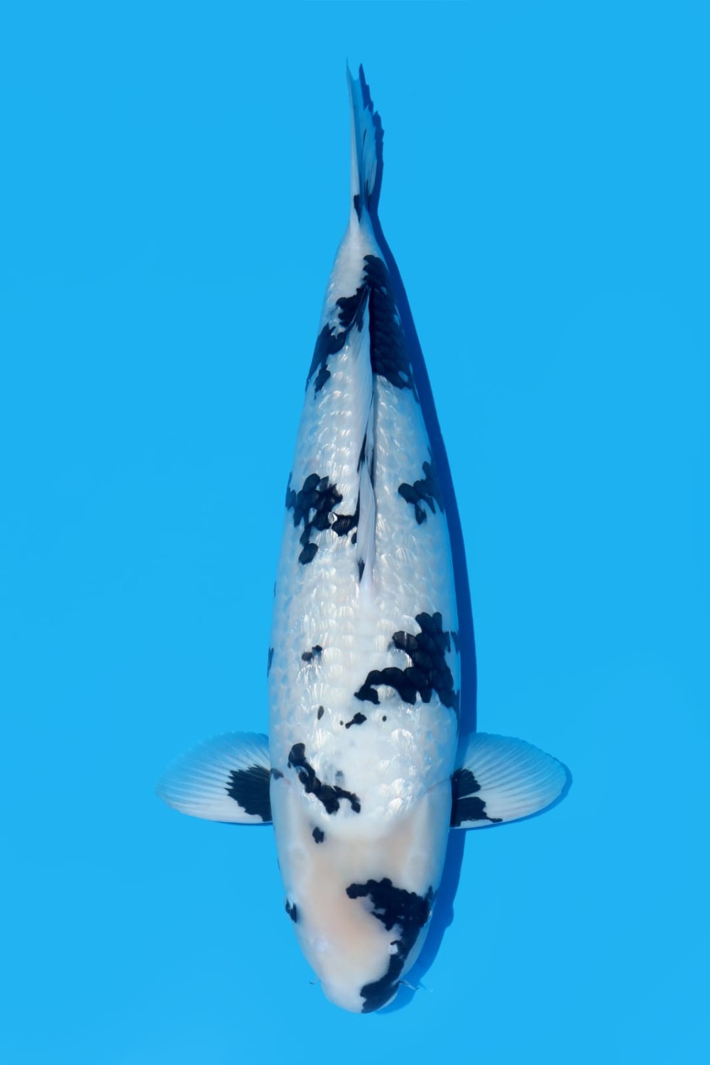 Juara 1