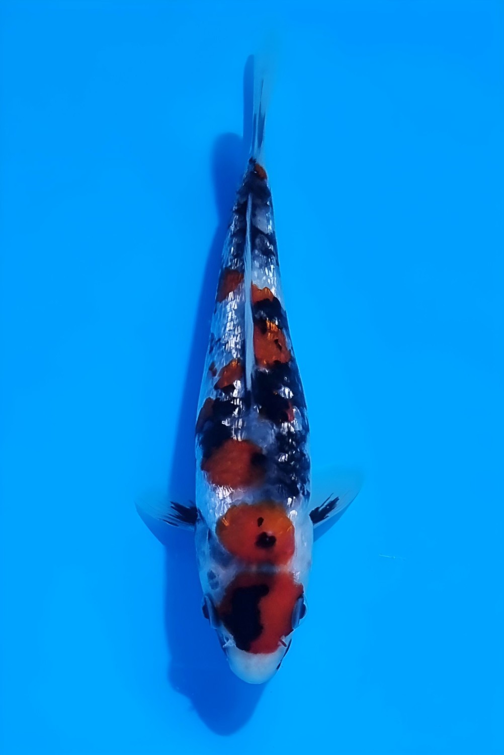 Juara 4