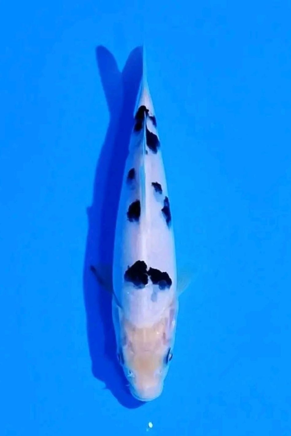 Juara 5