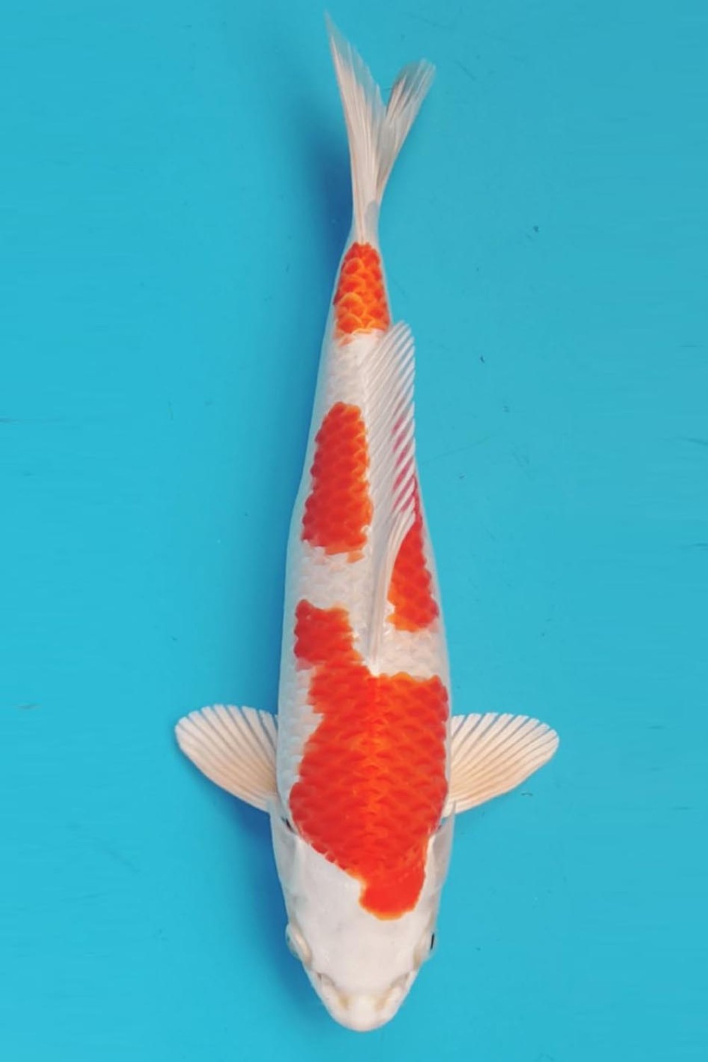 Juara 2