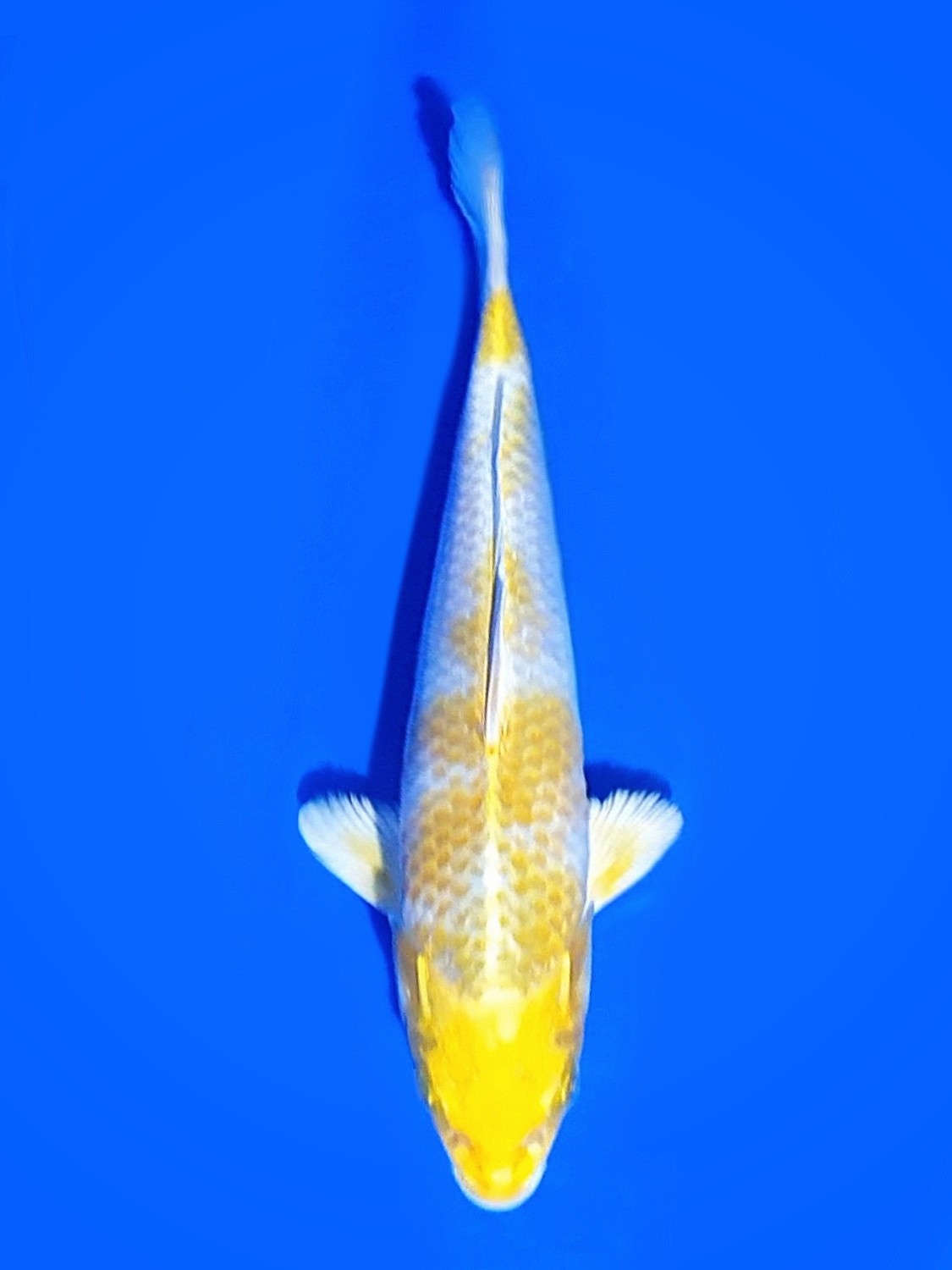 Juara 2