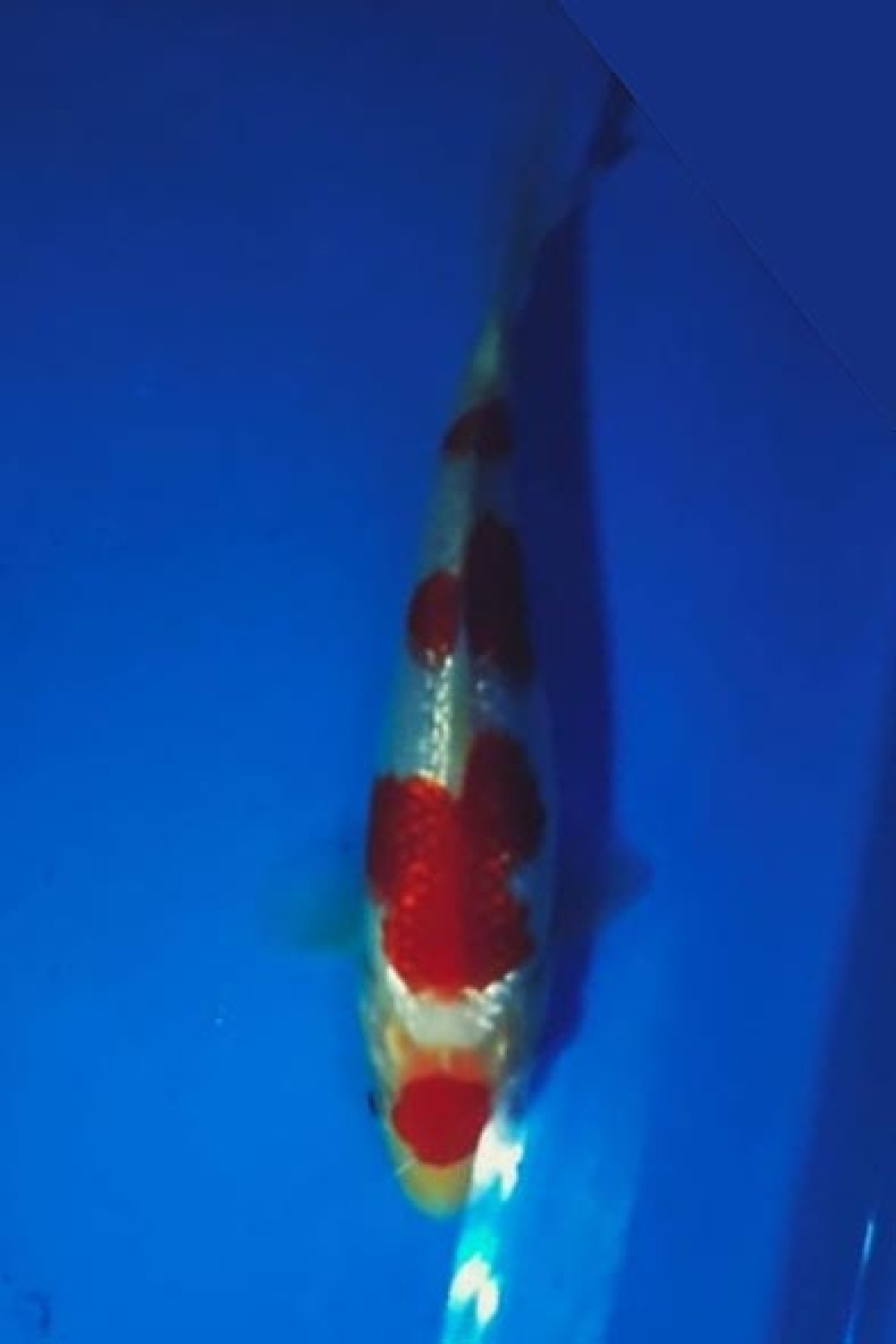 Juara 5