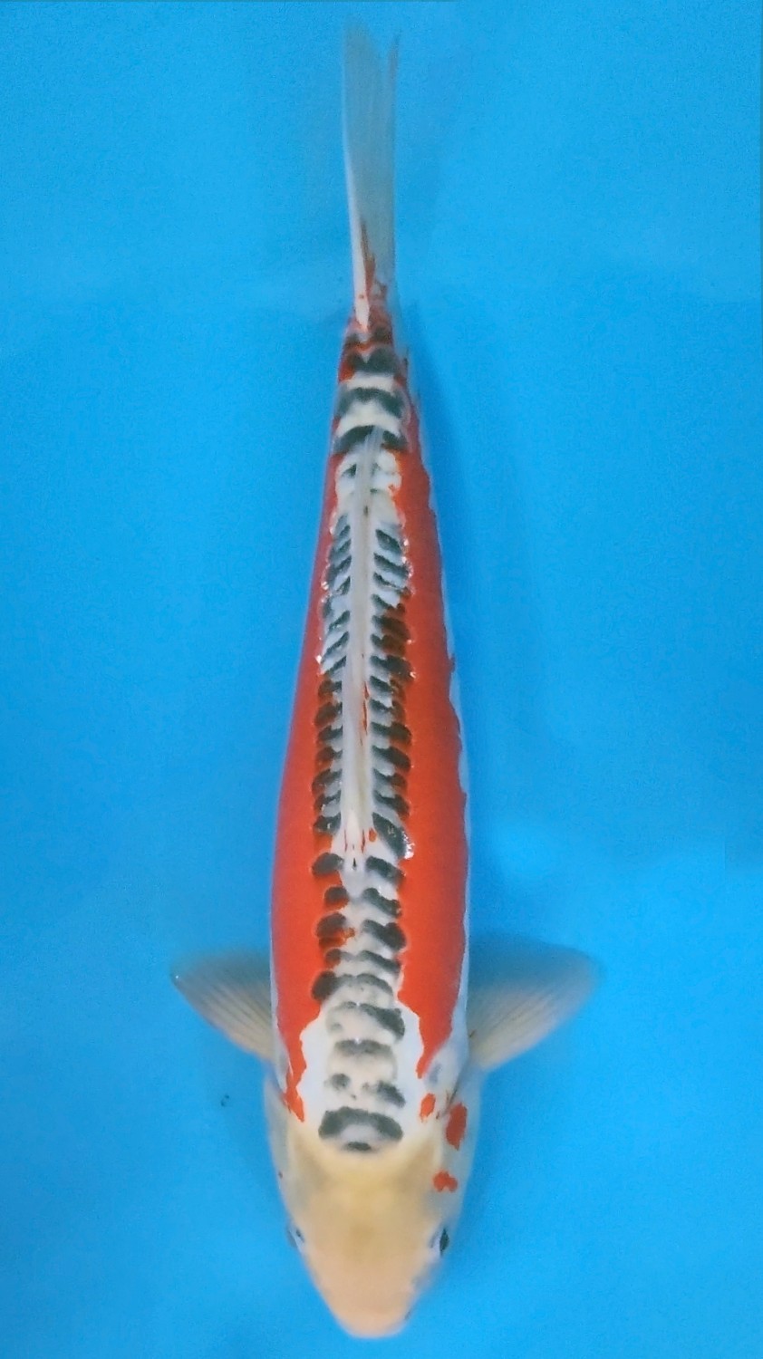 Juara 5