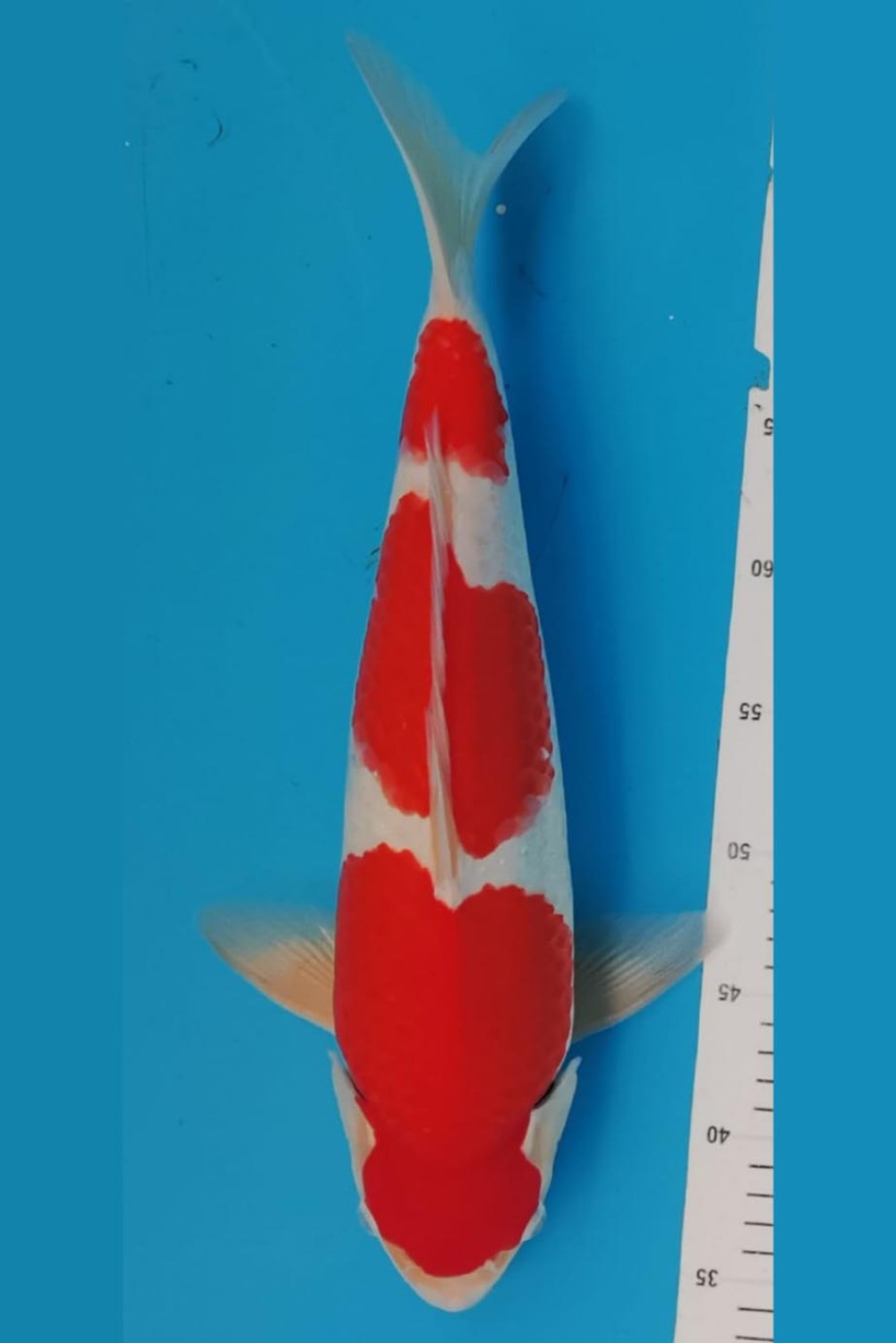 Juara 1