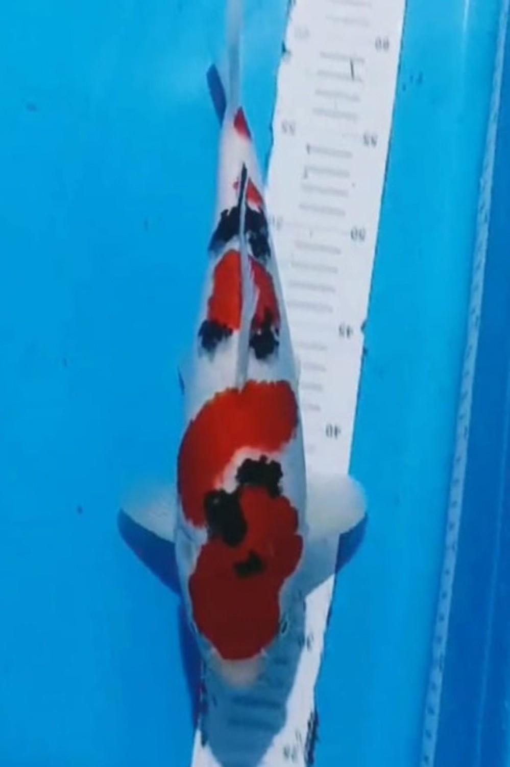 Juara 2