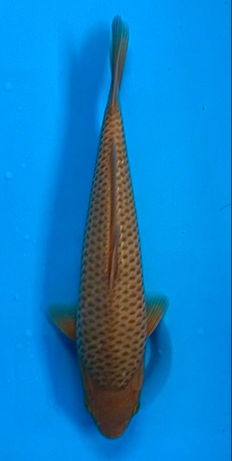 Juara 4