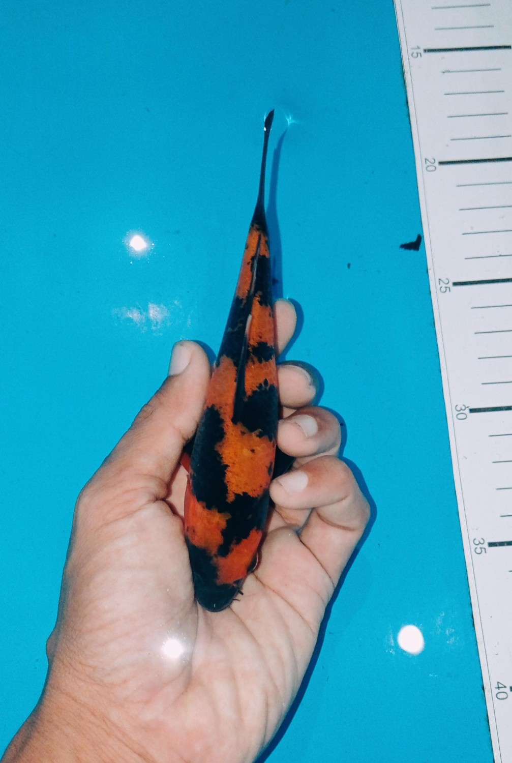 Juara 3