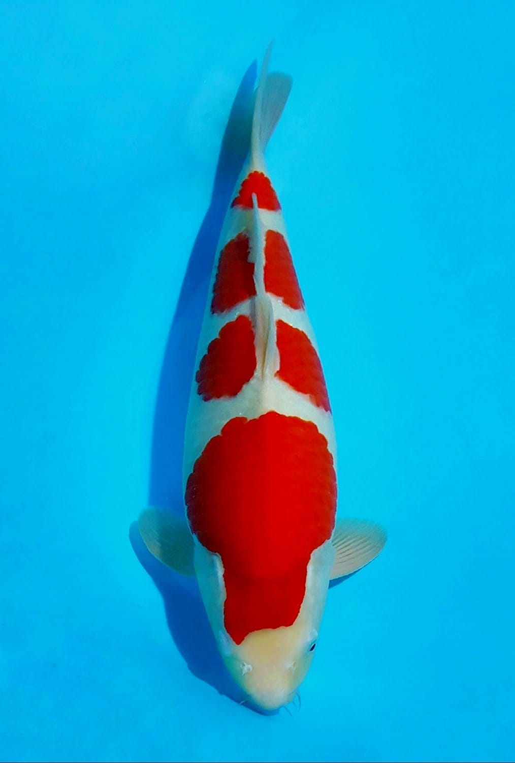 Juara 1