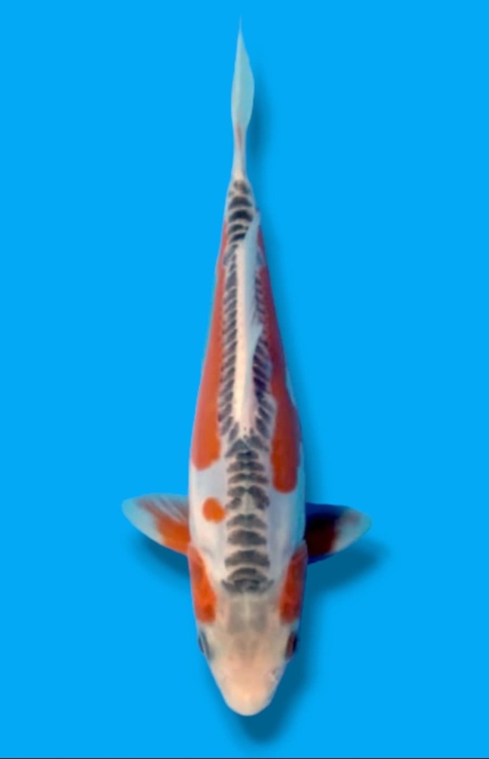 Juara 4