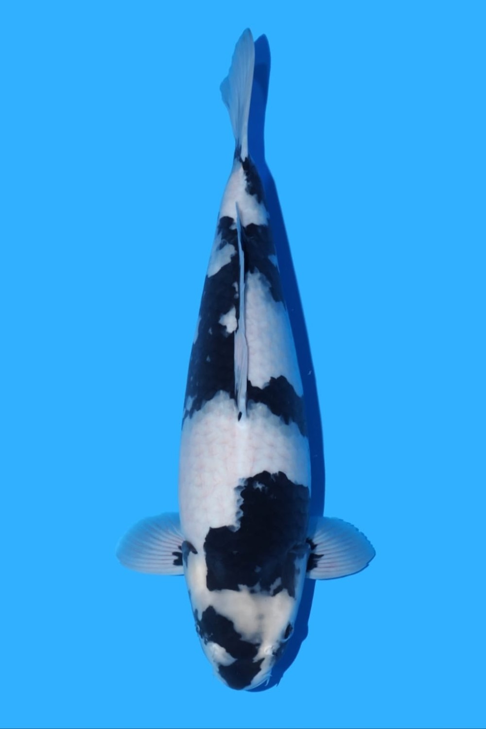 Juara 3
