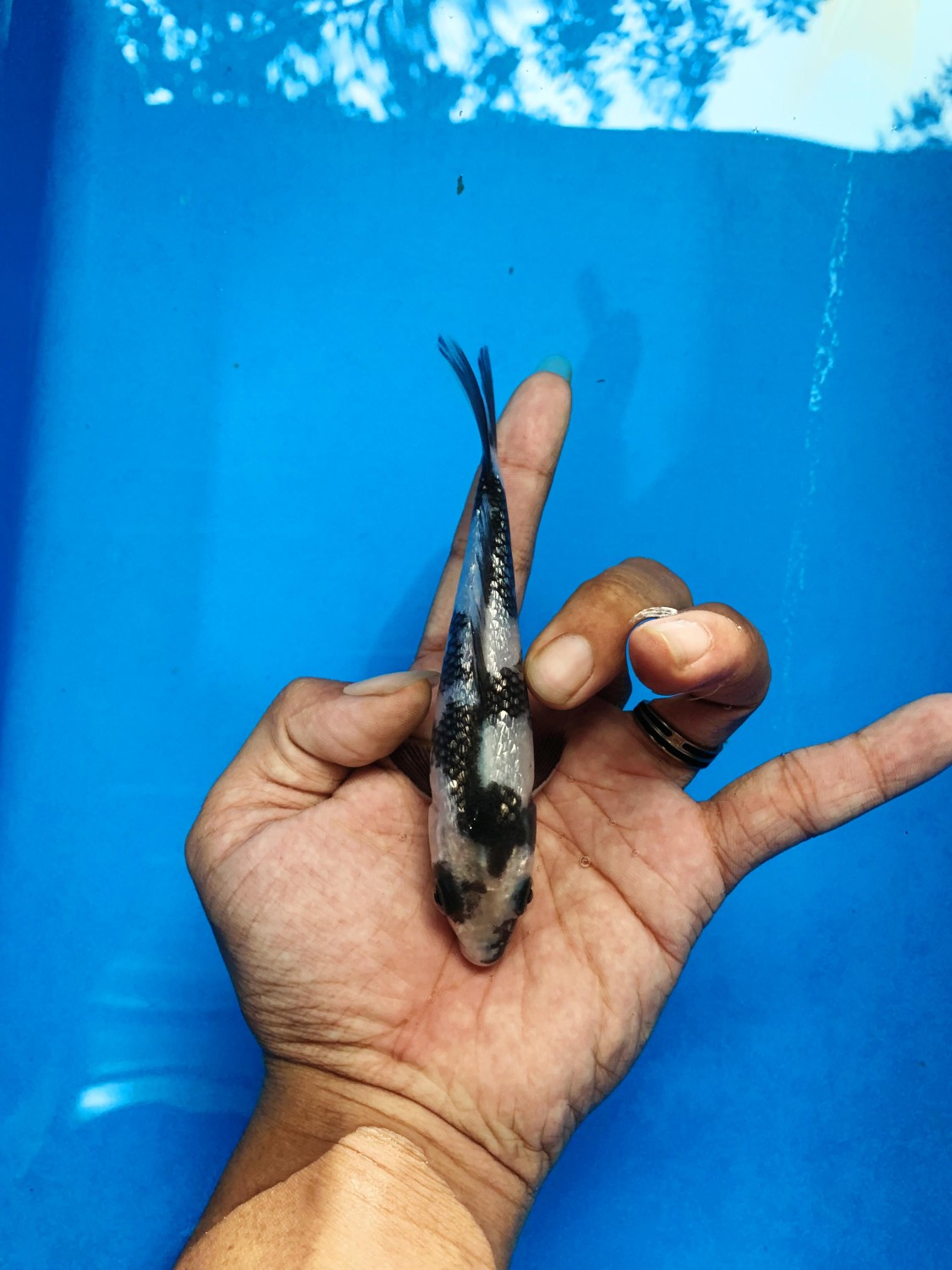Juara 5
